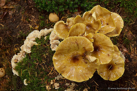 Paddenstoelen, Bart Fotografie-0537