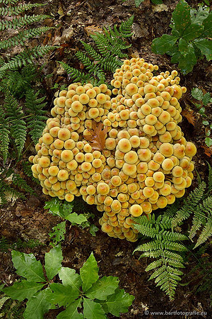 Paddenstoelen, Bart Fotografie-0538