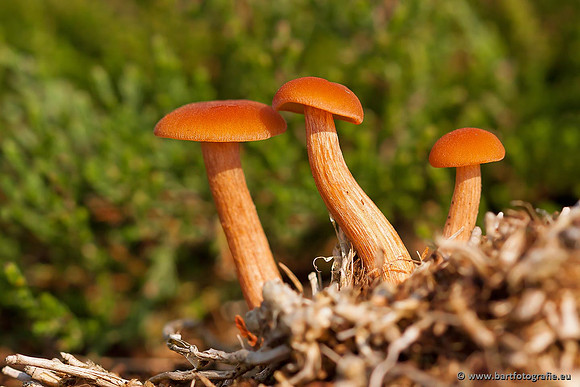 Paddenstoelen, Bart Fotografie-0539