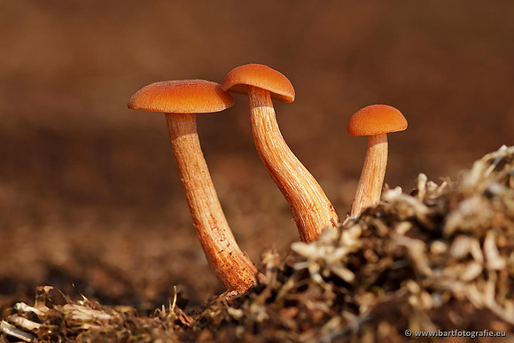 Paddenstoelen, Bart Fotografie-0540