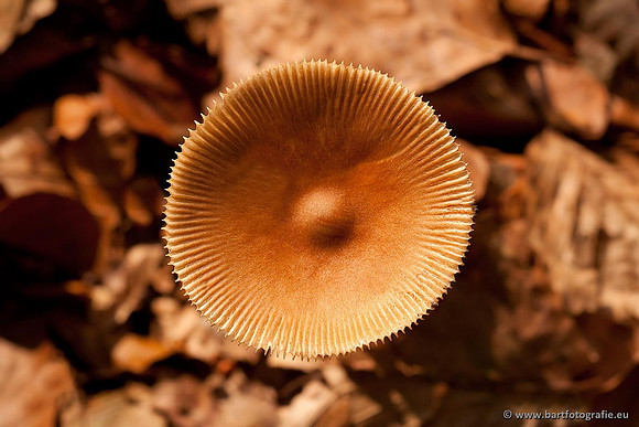 Paddenstoelen, Bart Fotografie-0541