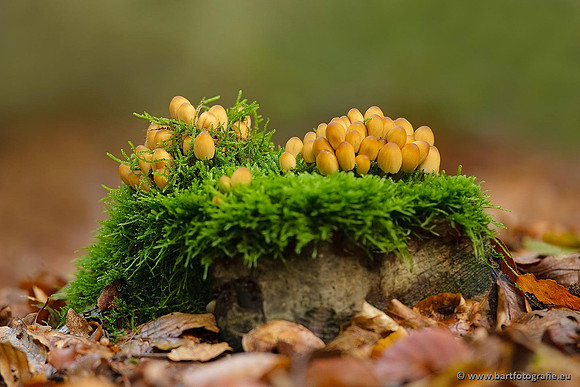 Paddenstoelen, Bart Fotografie-0542