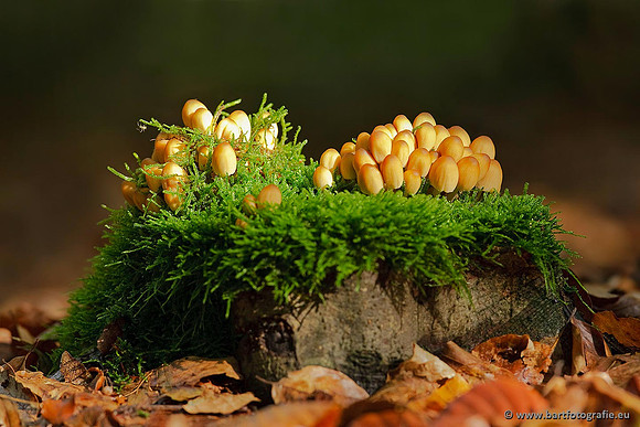 Paddenstoelen, Bart Fotografie-0543
