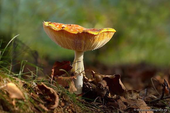 Paddenstoelen, Bart Fotografie-0544