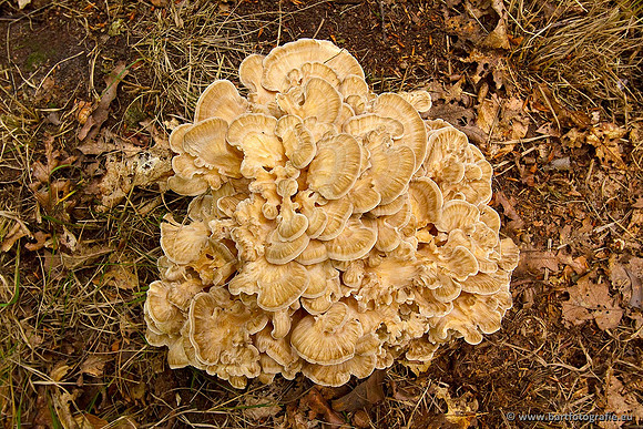 Paddenstoelen, Bart Fotografie-0546