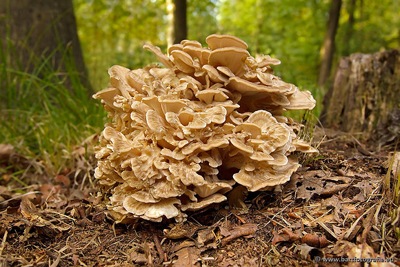 Paddenstoelen, Bart Fotografie-0547