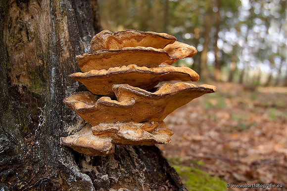 Paddenstoelen, Bart Fotografie-0548