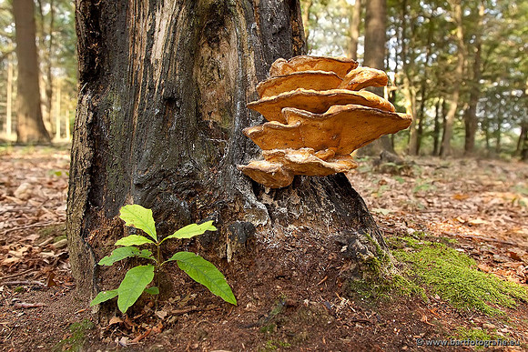 Paddenstoelen, Bart Fotografie-0549