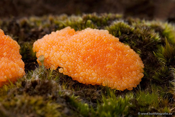 Paddenstoelen, Bart Fotografie-0551