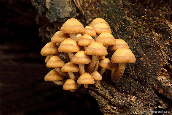 Paddenstoelen, Bart Fotografie-0552