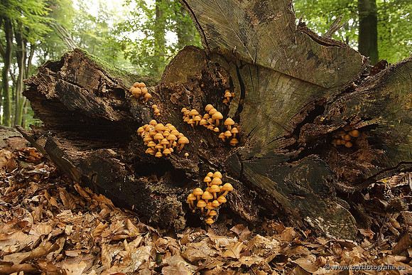 Paddenstoelen, Bart Fotografie-0553