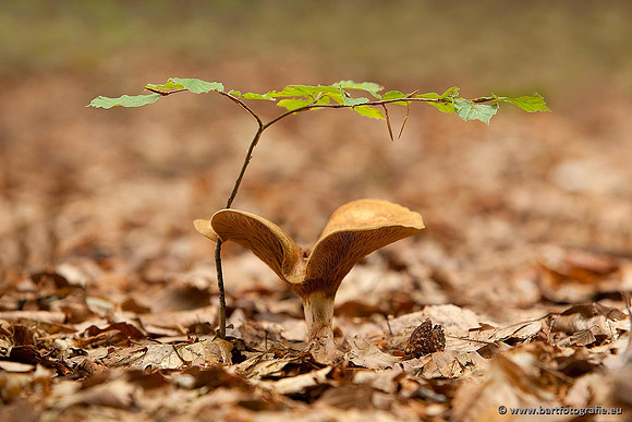Paddenstoelen, Bart Fotografie-0554