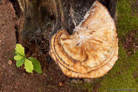 Paddenstoelen, Bart Fotografie-0550