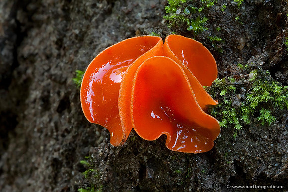 Paddenstoelen, Bart Fotografie-0555