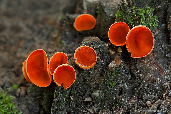 Paddenstoelen, Bart Fotografie-0556