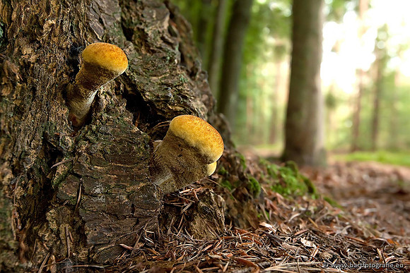 Paddenstoelen, Bart Fotografie-0558