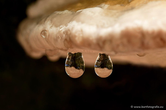 Paddenstoelen, Bart Fotografie-0559
