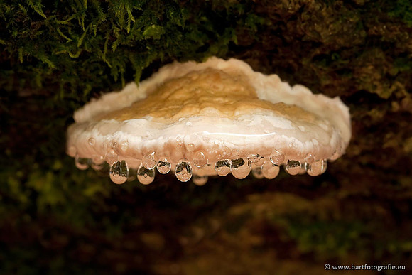 Paddenstoelen, Bart Fotografie-0560