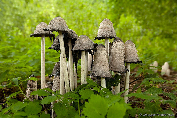 Paddenstoelen, Bart Fotografie-0557