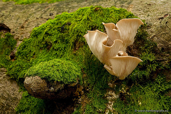 Paddenstoelen, Bart Fotografie-0561