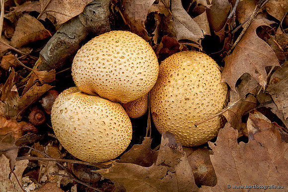 Paddenstoelen, Bart Fotografie-0562