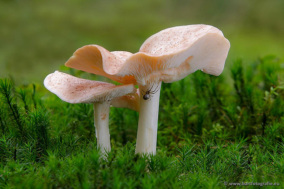 Paddenstoelen, Bart Fotografie-0563