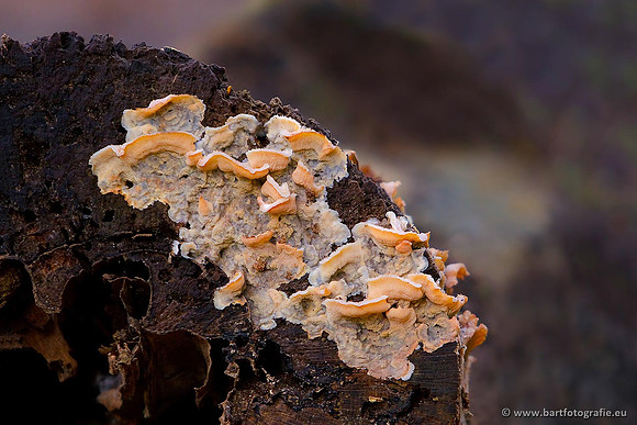 Paddenstoelen, Bart Fotografie-0564
