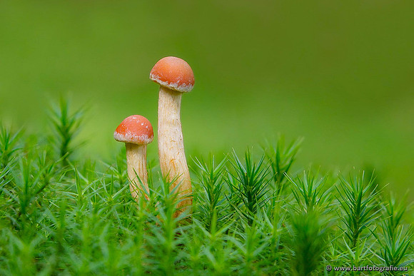 Paddenstoelen, Bart Fotografie-0565