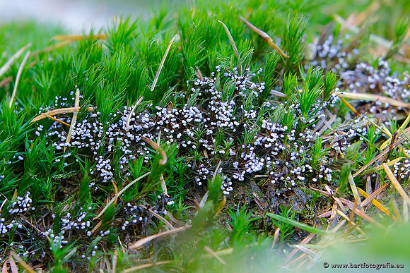 Paddenstoelen, Bart Fotografie-0566