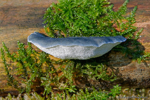 Paddenstoelen, Bart Fotografie-0567
