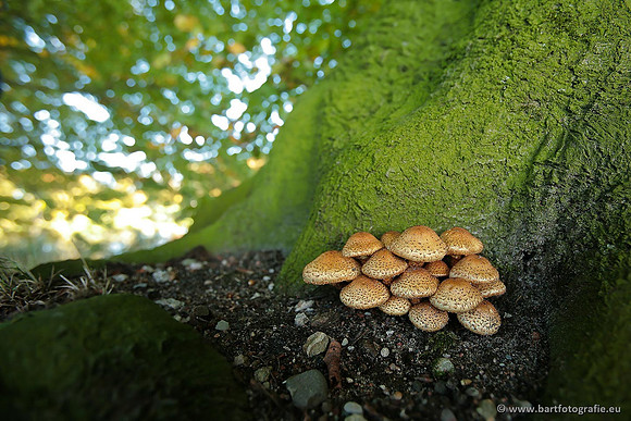 Paddenstoelen, Bart Fotografie-0568