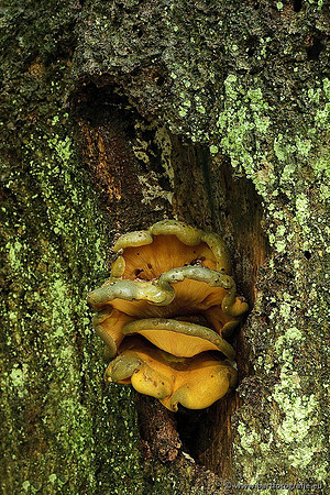 Paddenstoelen, Bart Fotografie-0570
