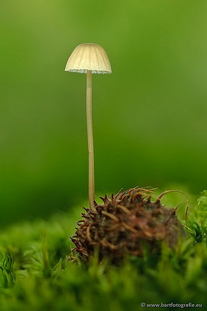 Paddenstoelen, Bart Fotografie-0571