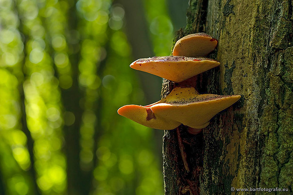 Paddenstoelen, Bart Fotografie-0572