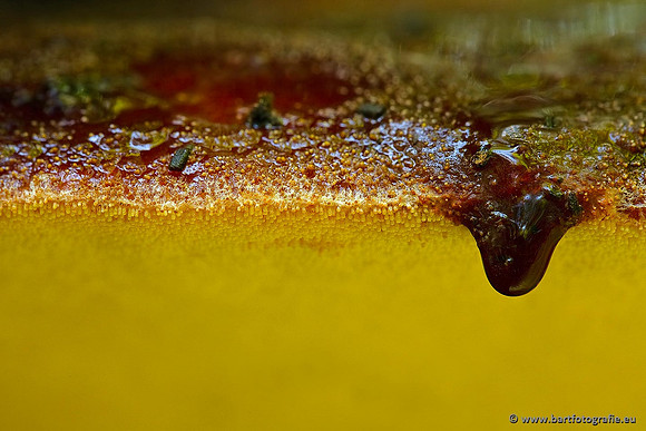 Paddenstoelen, Bart Fotografie-0573
