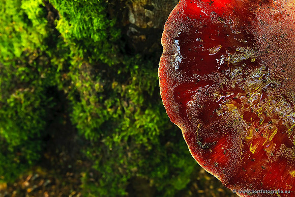 Paddenstoelen, Bart Fotografie-0574