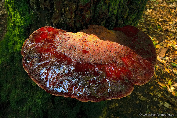 Paddenstoelen, Bart Fotografie-0575