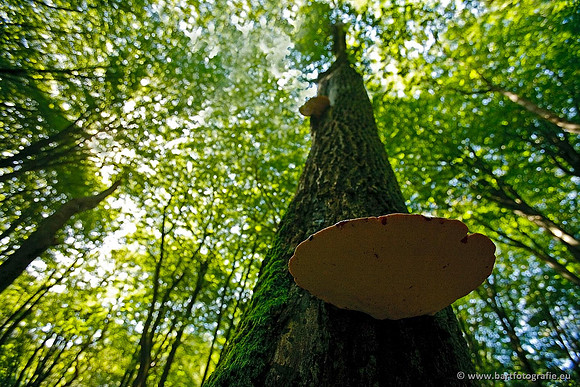 Paddenstoelen, Bart Fotografie-0576