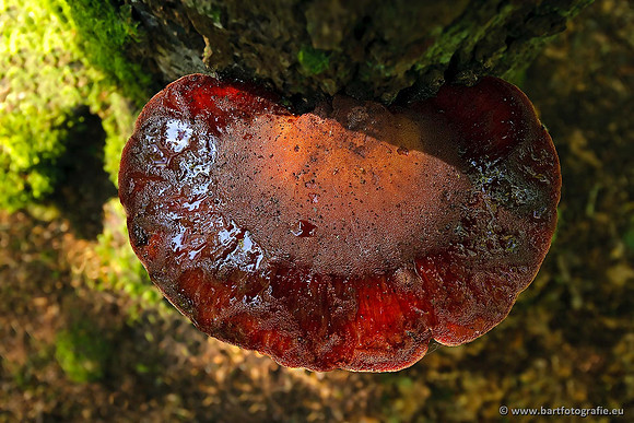 Paddenstoelen, Bart Fotografie-0577