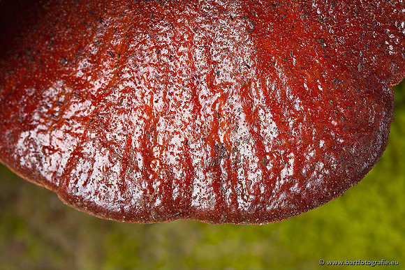 Paddenstoelen, Bart Fotografie-0578
