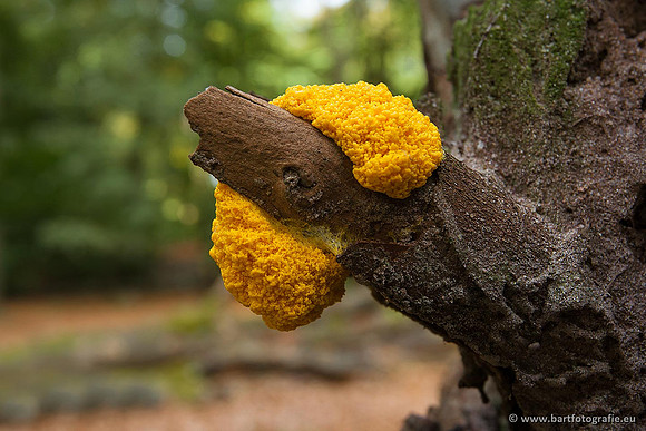 Paddenstoelen, Bart Fotografie-0579