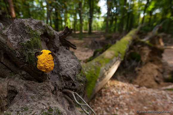 Paddenstoelen, Bart Fotografie-0580