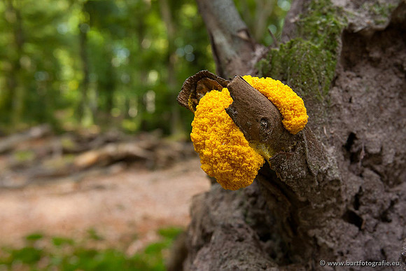 Paddenstoelen, Bart Fotografie-0582