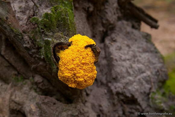 Paddenstoelen, Bart Fotografie-0583