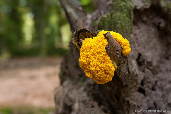 Paddenstoelen, Bart Fotografie-0581