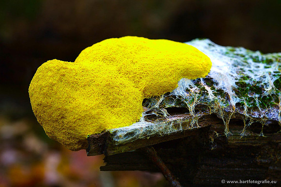 Paddenstoelen, Bart Fotografie-0585