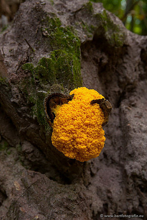 Paddenstoelen, Bart Fotografie-0584