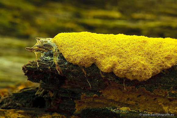 Paddenstoelen, Bart Fotografie-0587