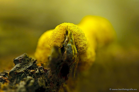 Paddenstoelen, Bart Fotografie-0588