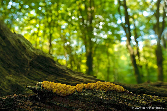 Paddenstoelen, Bart Fotografie-0589